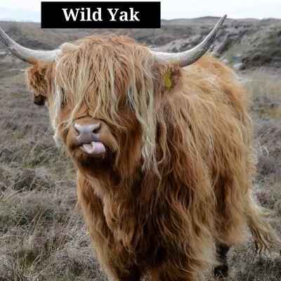 Wild Yak