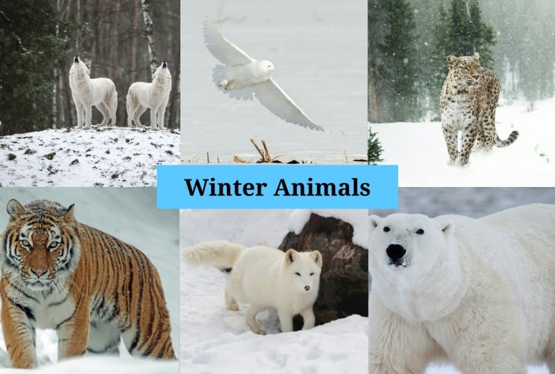 Winter Animals