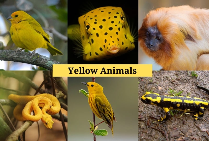 Yellow Animals