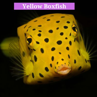 Yellow Boxfish