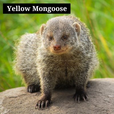 Yellow Mongoose