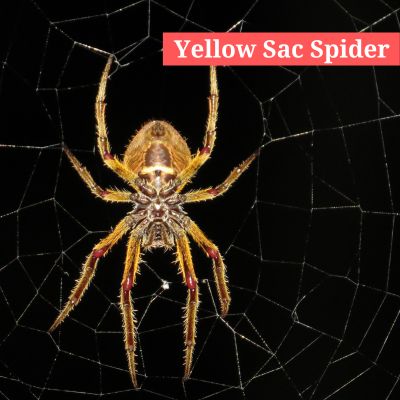 Yellow Sac Spider