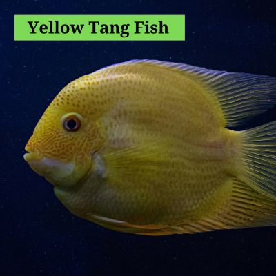 Yellow Tang Fish