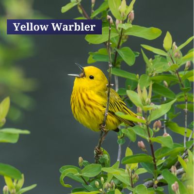 Yellow Warbler