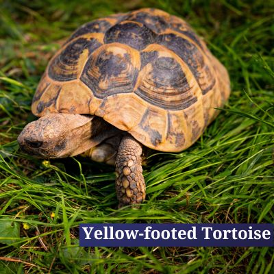 Yellow-footed Tortoise