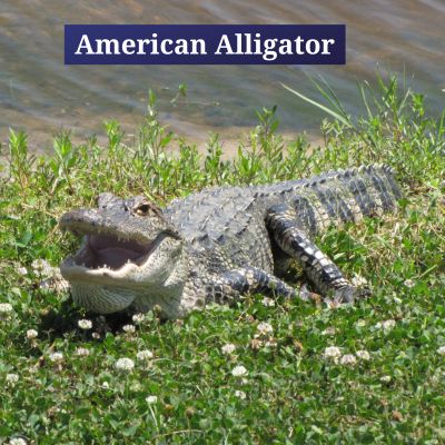 American Alligator