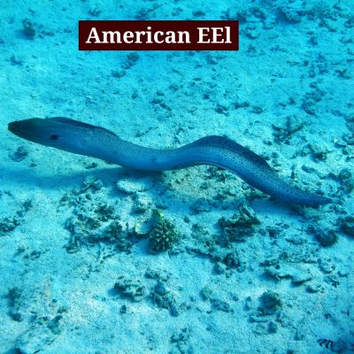 American EEL