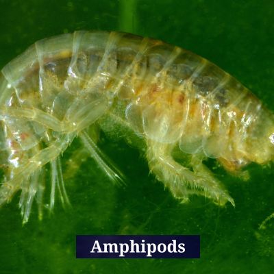 Amphipods