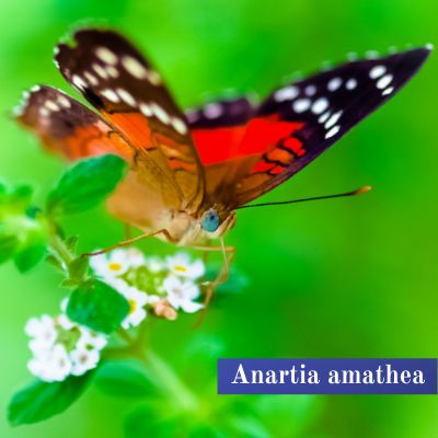 Anartia amathea