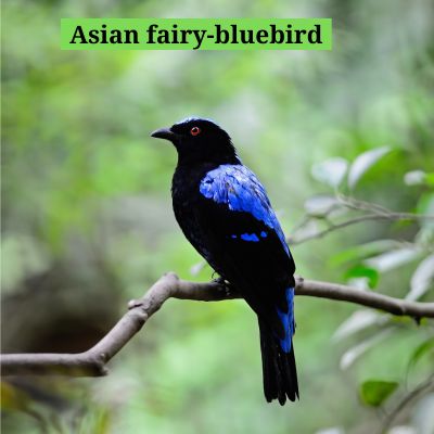 Asian fairy-bluebird