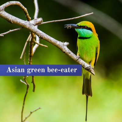 Asian green bee-eater