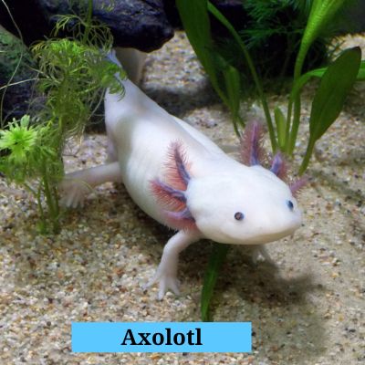 Axolotl