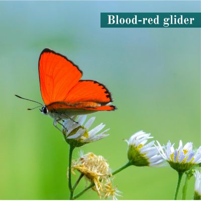 Blood-red glider