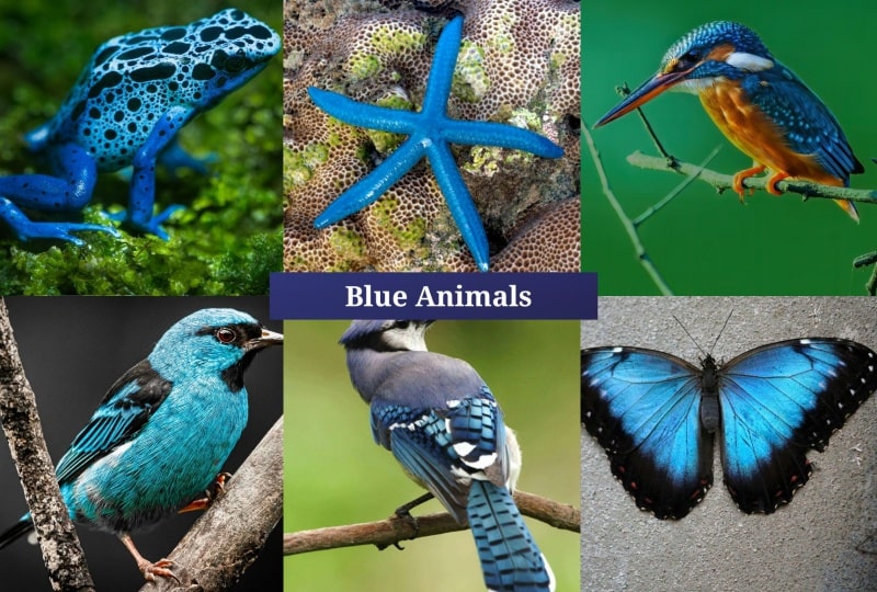 Blue Animals