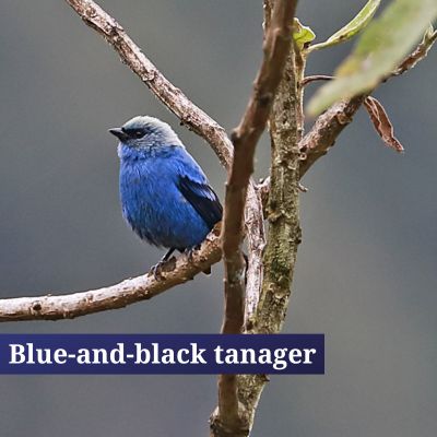 Blue-and-black tanager