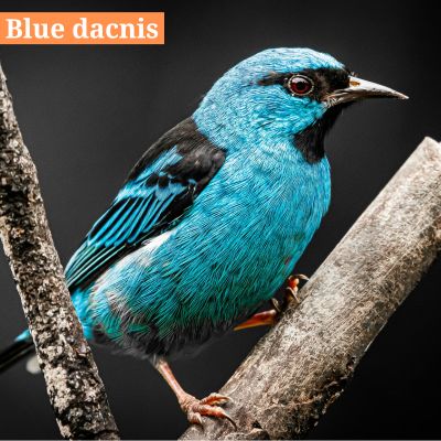 Blue dacnis