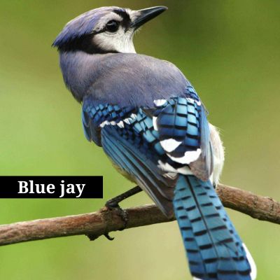 Blue jay