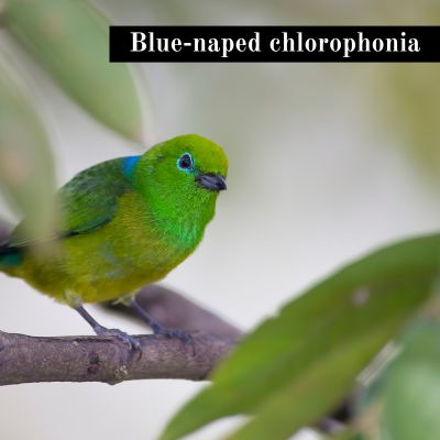 Blue-naped chlorophonia