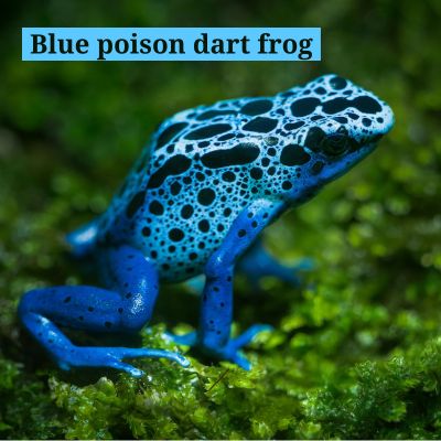 Blue poison dart frog