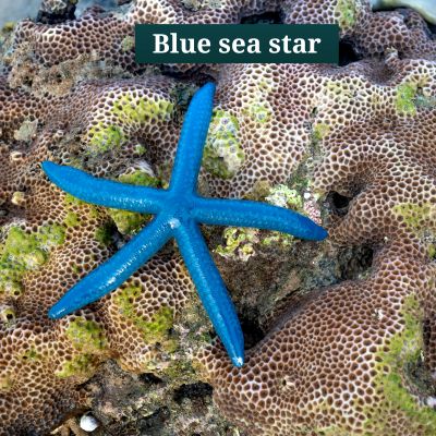 Blue sea star