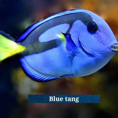 Blue tang