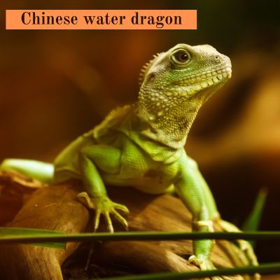 Chinese water dragon