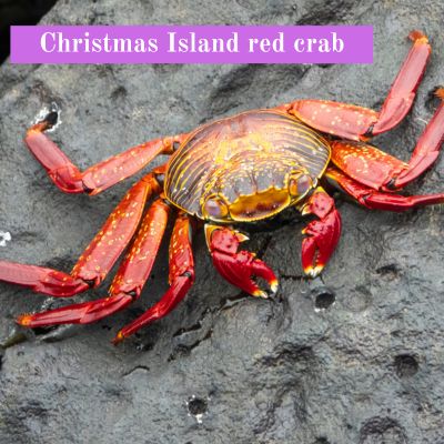 Christmas Island red crab