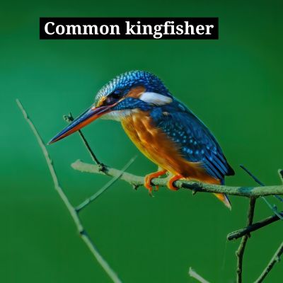 Common kingfisher