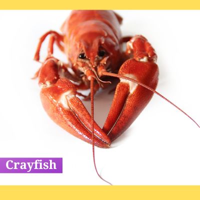 Crayfish