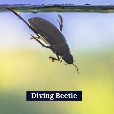 Diving Beetle