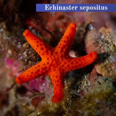 Echinaster sepositus