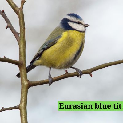 Eurasian blue tit