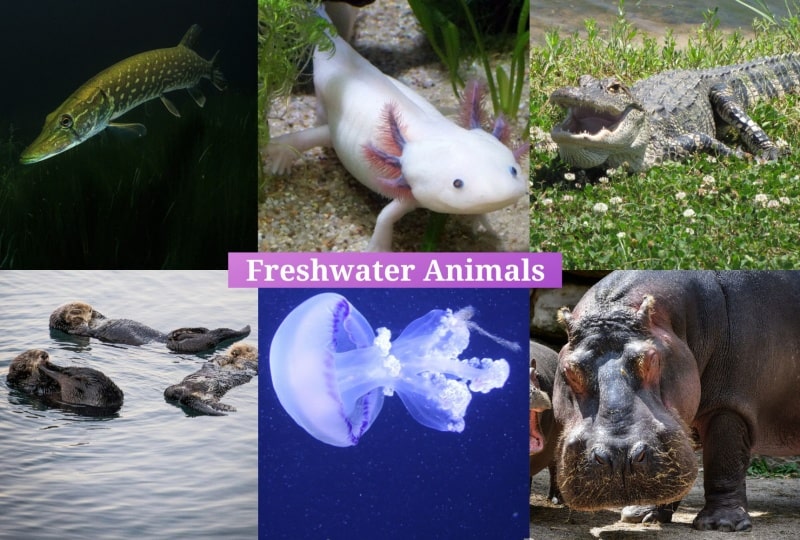 Freshwater Animals