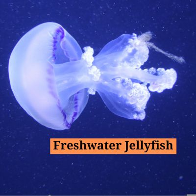 Freshwater Jellyfish