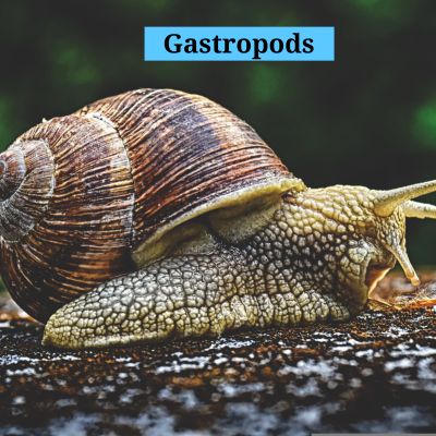 Gastropods