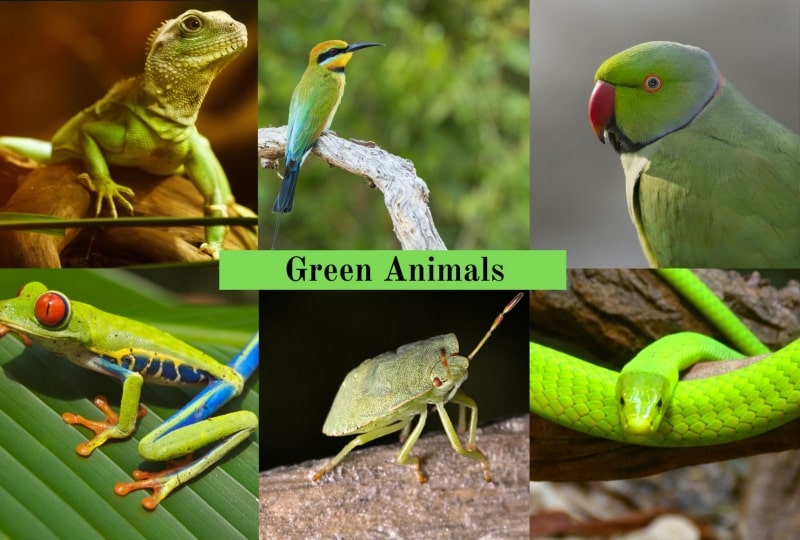 Green Animals