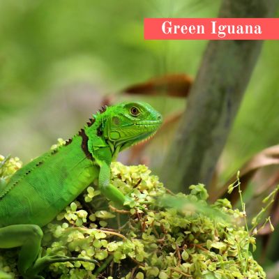 Green Iguana