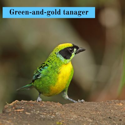 Green-and-gold tanager