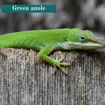 Green anole