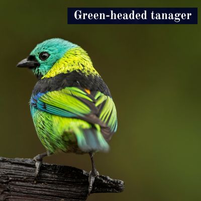 Green-headed tanager