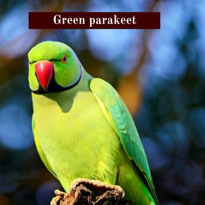 Green parakeet