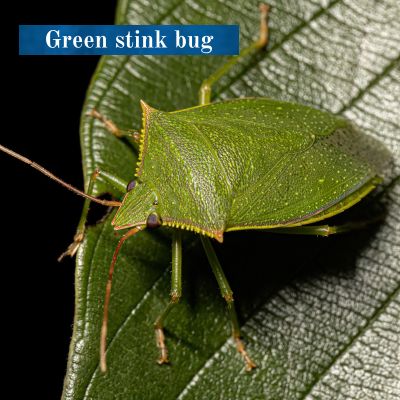 Green stink bug