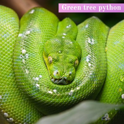 Green tree python