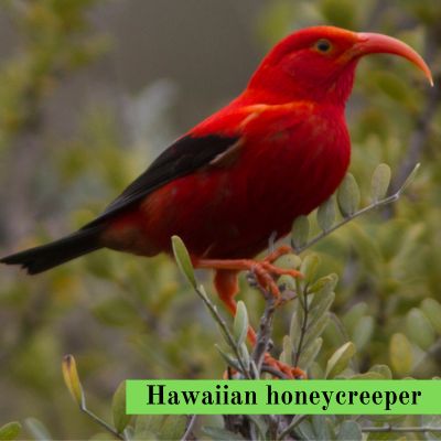 Hawaiian honeycreeper