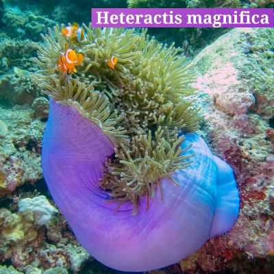 Heteractis magnifica