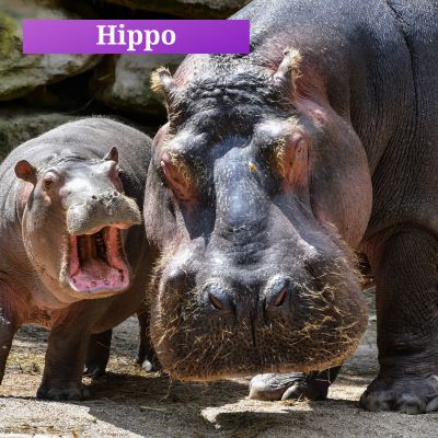 Hippo