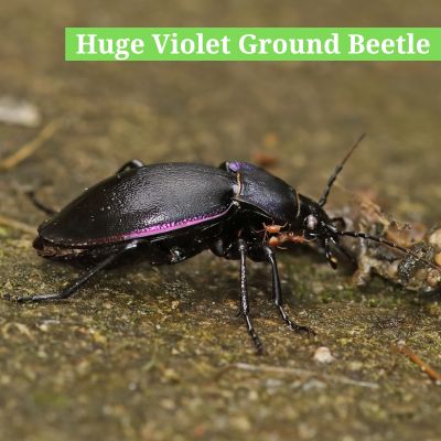 Huge Violet Ground Beetle