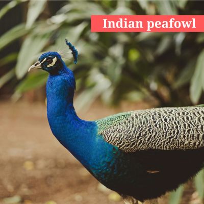 Indian peafowl