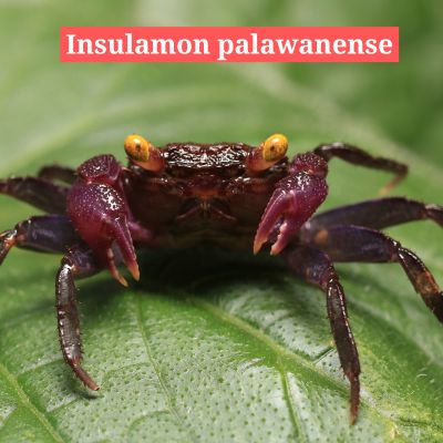 Insulamon palawanense