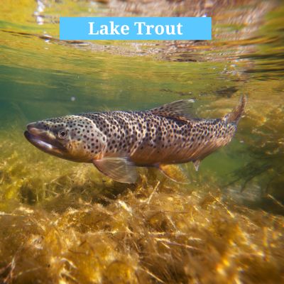 Lake Trout